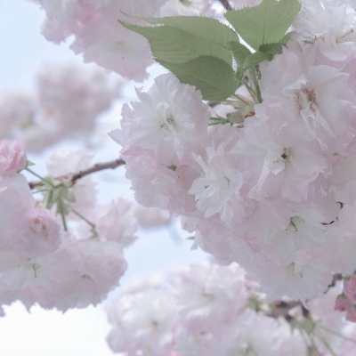 Furry插画色彩解析福瑞群